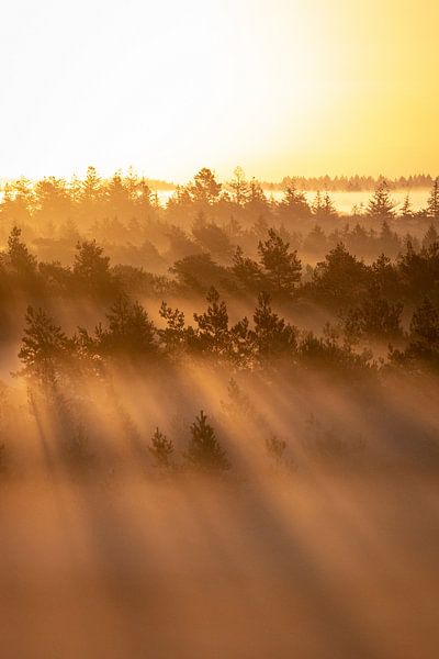 Sonnenstrahlen über den Bäumen #2 von Thijs Pausma