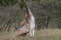 Le daim à l'âge du bronze