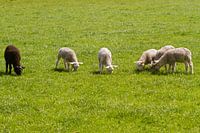 Lammetjes op ee rij