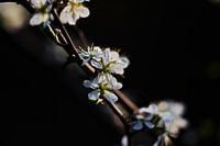 Bloesem van de meidoorn