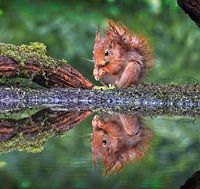 Young squirrel enjoys my food with reflection