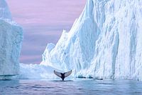 Ein Moment inmitten der Eisberge