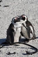 Sweet set - Penguins