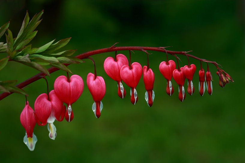flower power - broken hearts by lieve maréchal
