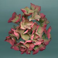 Murmures de fin d'été - hortensia rose