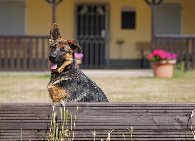 Sheepdog (puppy) on the dog training ground by Babetts Bildergalerie