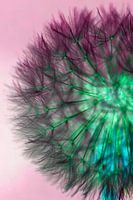 Coloured dandelion