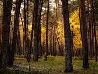 Lumière du soleil sur les feuilles d'automne