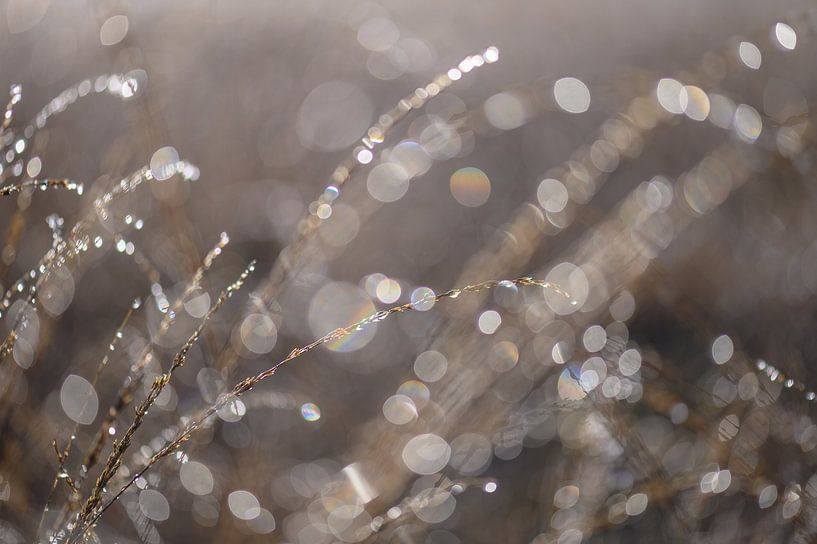 bokeh heidegras van Tania Perneel
