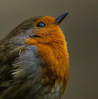 robin in the early morning light.