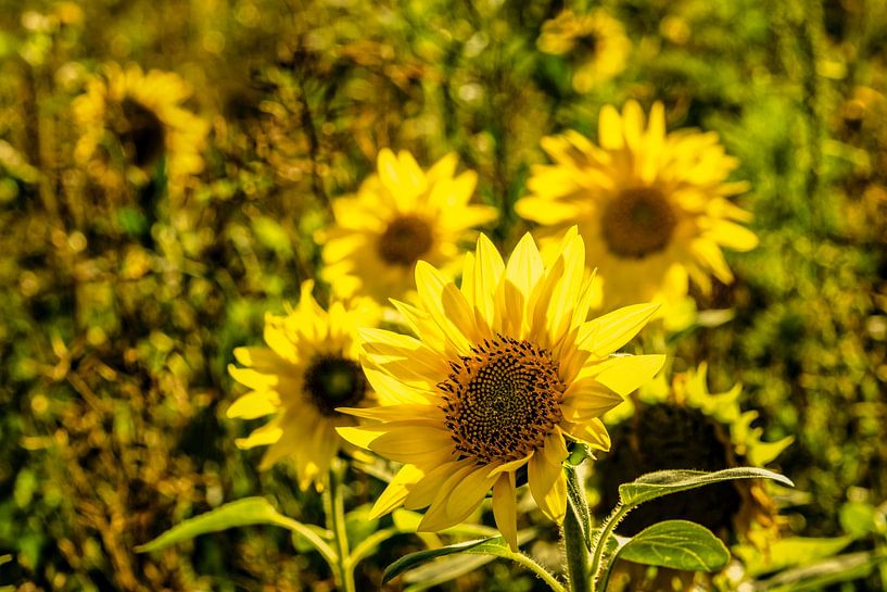 Sunflowers by Dieter Walther