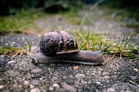 Le rythme de l'escargot