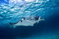 Manta ray