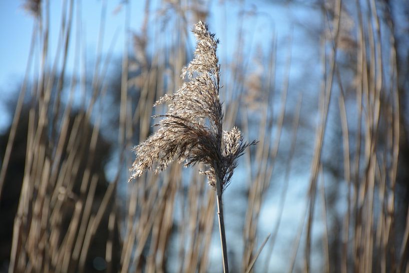Rietpluim von Anita van der Wiel