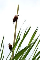 Nonnes à tête blanche, Sidemen, Bali