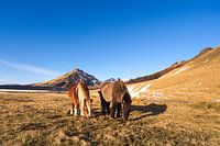 Icelandic horses