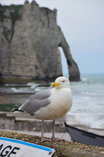 Möwe in Etretat von Ingrid de Vos - Boom