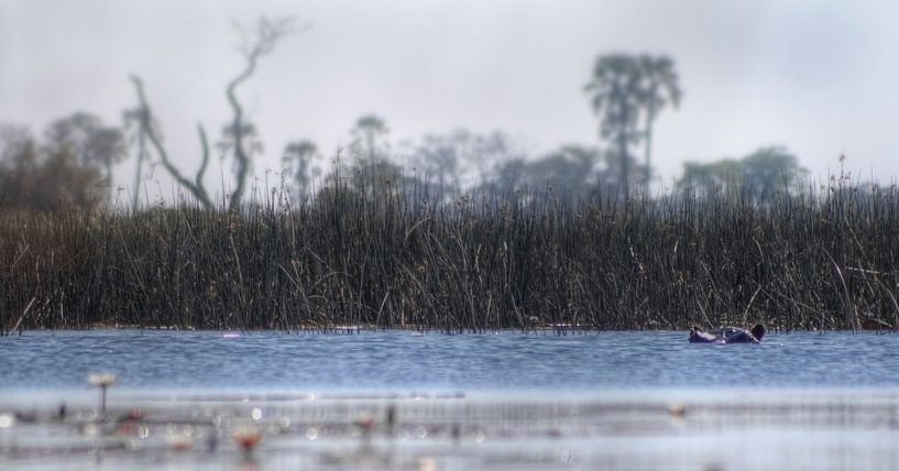 Peek-a-boo by BL Photography