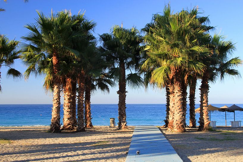 Die Gruppe der Palmenbäume von Cornelis (Cees) Cornelissen