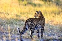 Leopard in the Okavango Delta