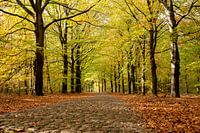 Sonniger Herbsttag im Wald.