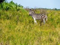 Zebra im iSimangaliso-Feuchtgebietspark