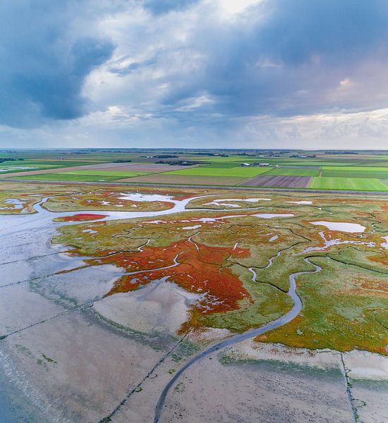 Texel - De Schorre - Red Marsh samphire 02 by Texel360Fotografie Richard Heerschap