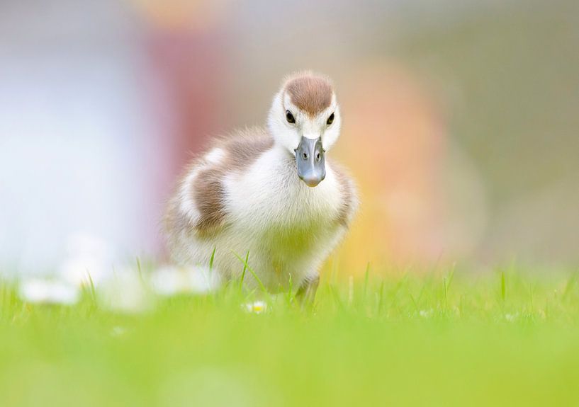 Bébé oie dans l'herbe par Remco Van Daalen