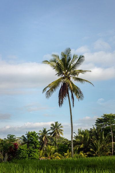 Palm tree in Bali by Ellis Peeters