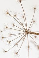 Getrockneter Bärenklau