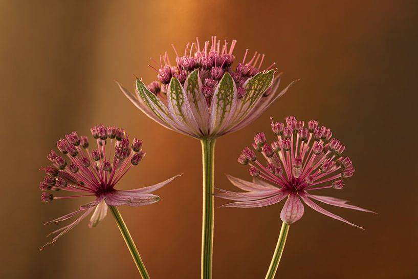 Pink flowers of the sea knot by Marjolijn van den Berg