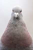 Pigeon portrait