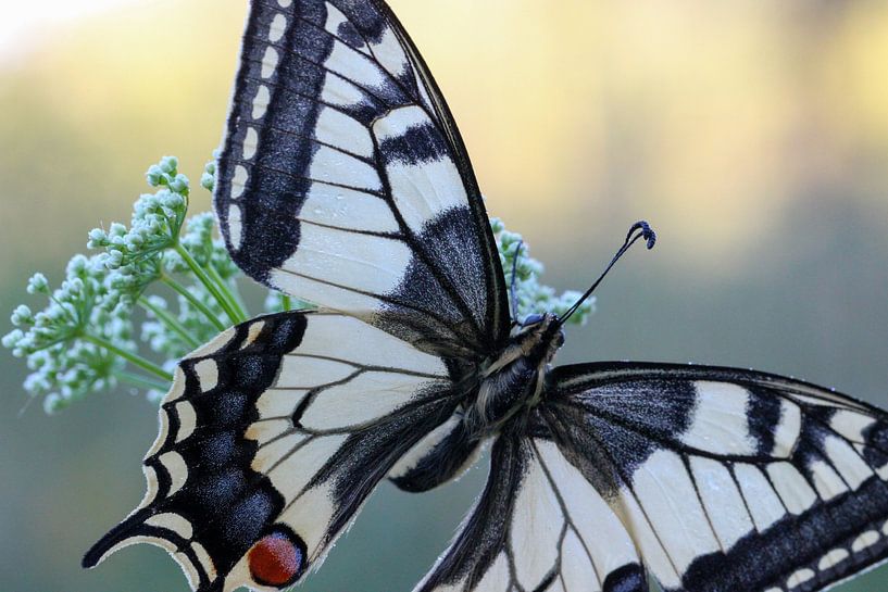 La reine par Nienke Castelijns