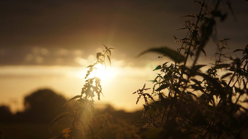 a pungent sunshine by Lieke Elsinga