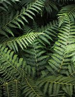 Beplanting | Groen Varens