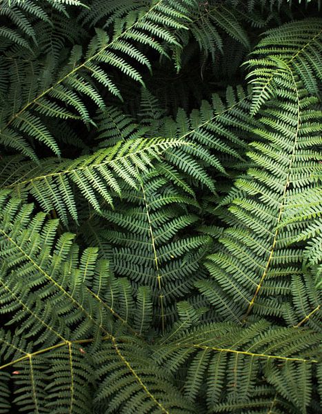 Bepflanzung | Grünes Ziergras von Niels Jaeqx