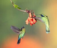 Hummingbird Talamanca in Costa Rica