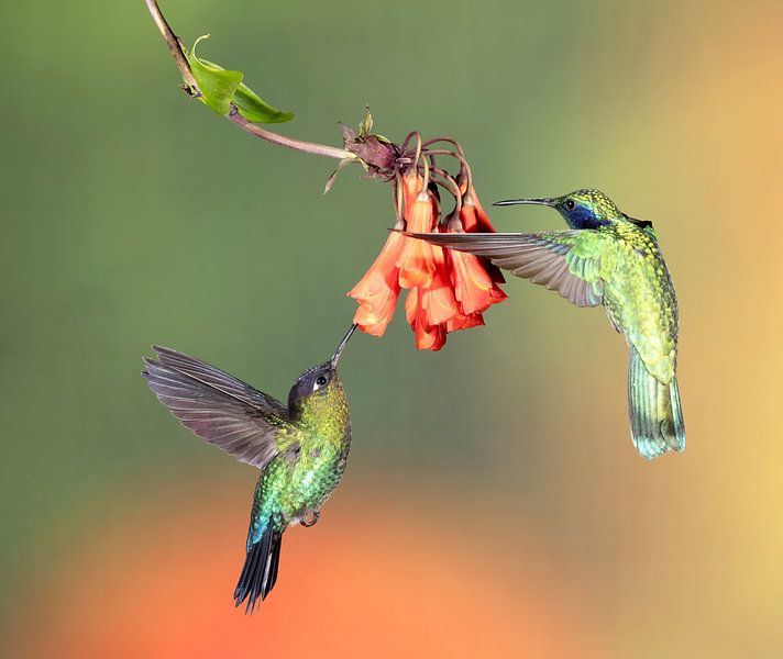 Kolibri Talamanca in Costa Rica von Rob Kempers