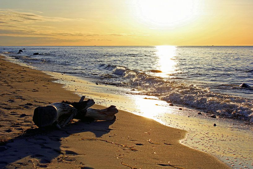 Strandgut von Ostsee Bilder