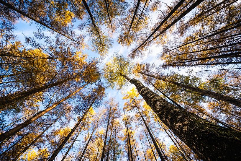 Lever les yeux dans la forêt d'automne par Erwin Pilon