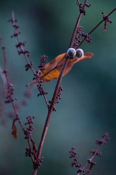Is it a bird? by Birgitte Bergman
