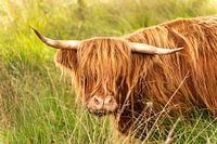 Scottish highlander (1 of 2)
