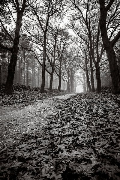 Het duistere bos par Jeffrey Van Zandbeek