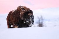 musk ox dans la première lumière du matin en hiver à Dovrefjell-Sunn
