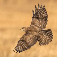 La buse déploie ses ailes