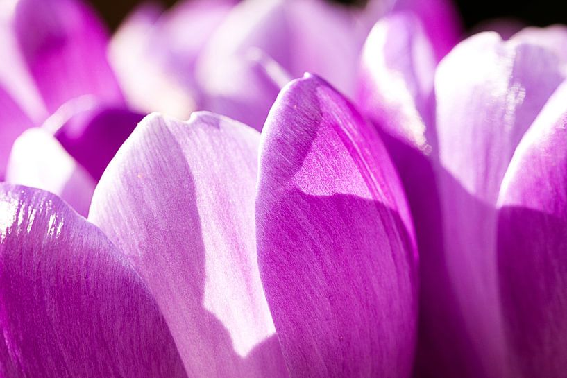 Detail von Krokussen von DroomGans