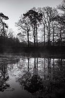 spiegelbeeld met bomen