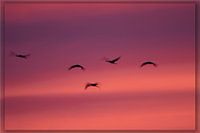 Kraniche im Abendlicht