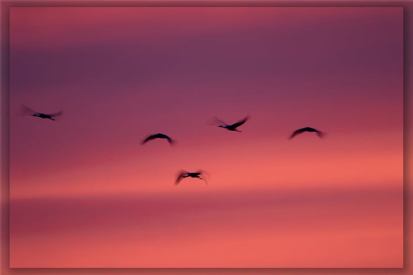 Kraniche im Abendlicht von Petra van der Zande