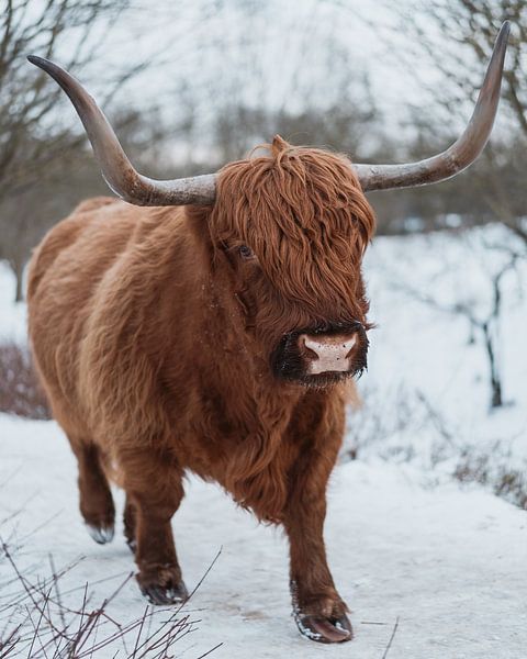 Schottischer Highlander im Schnee von Jonai